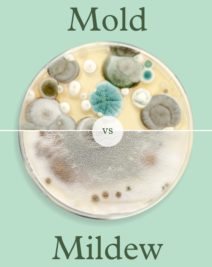 Mold vs Mildew