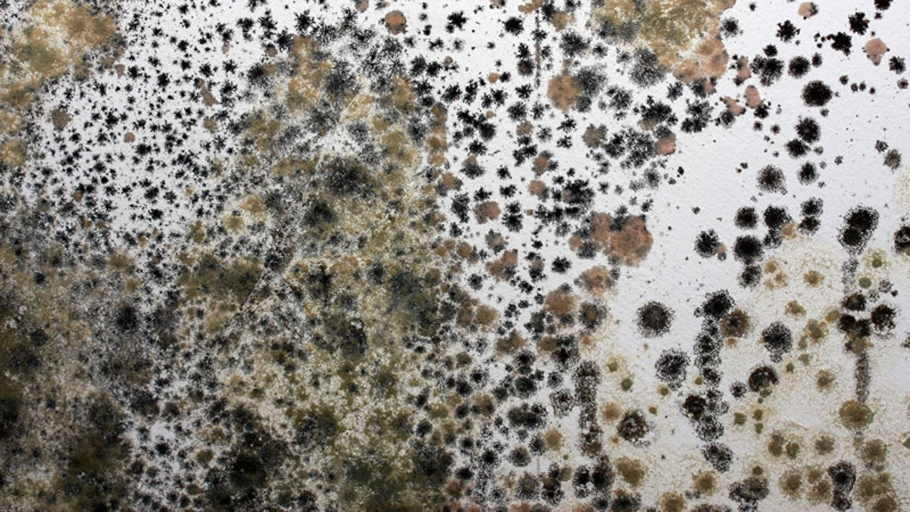 hot to treat mold growing on your walls